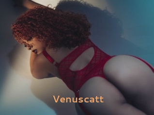 Venuscatt